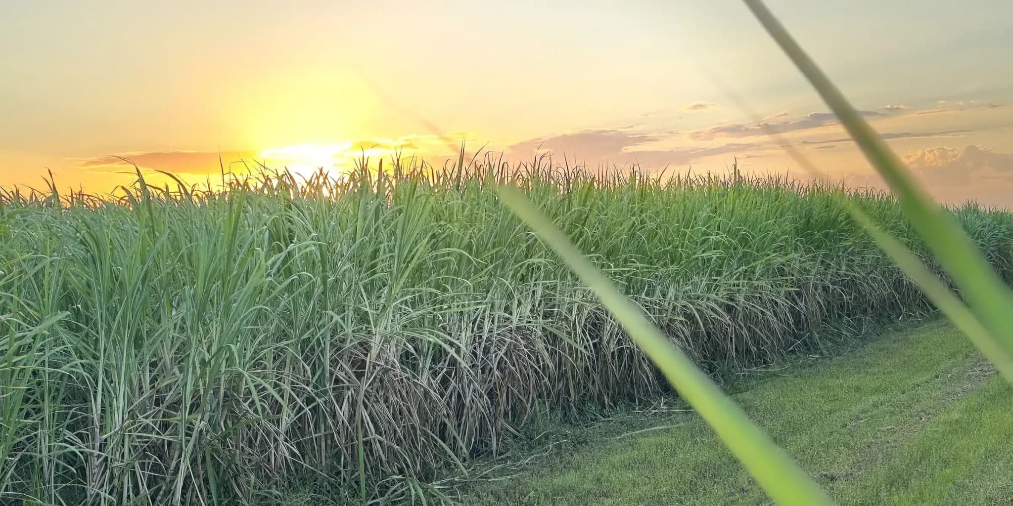 McFarlane Sugarcane Farm Tour